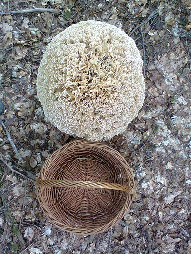 Gorski kotar